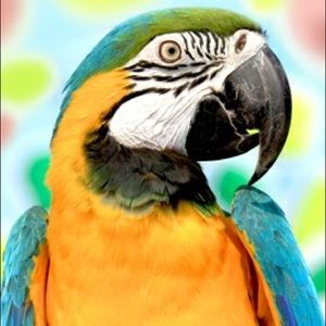 Meet your Posher, Priscilla